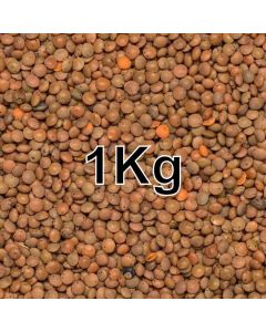 LENTILS BROWN KG