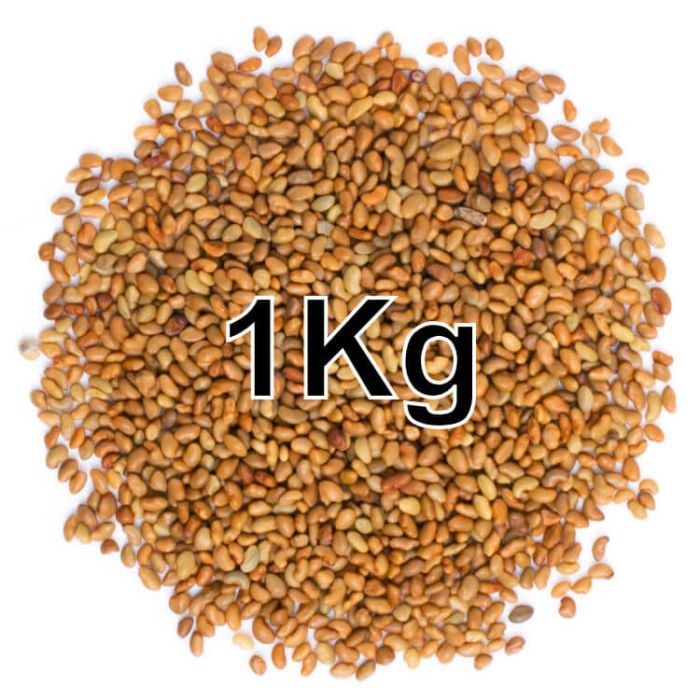 ALFALFA SEEDS KG