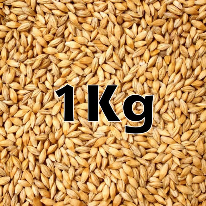 WHEAT GRAIN 1KG ORG.