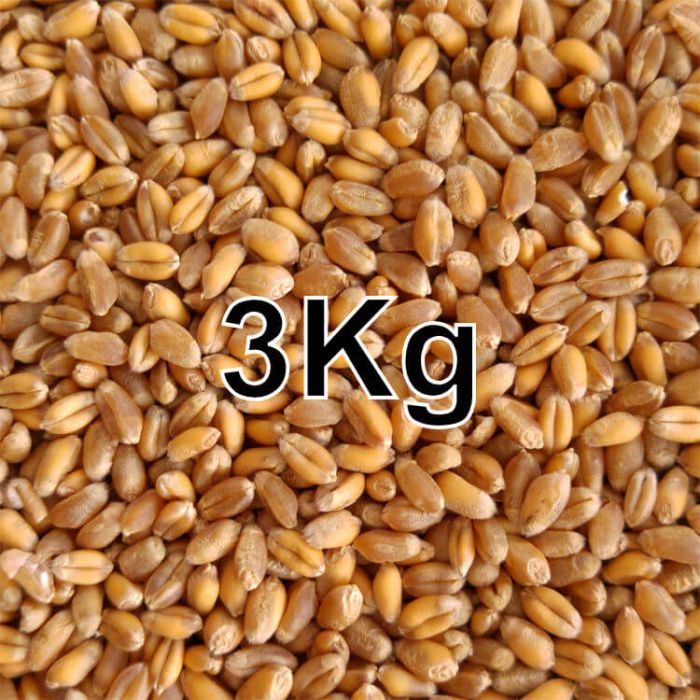 WHEAT GRAIN 3KG